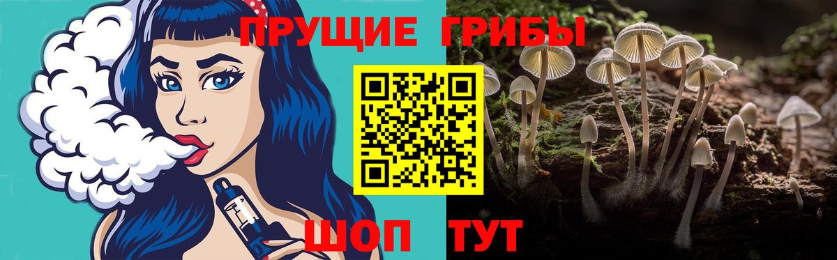 Псилоцибиновые грибы Psilocybe Новозыбков